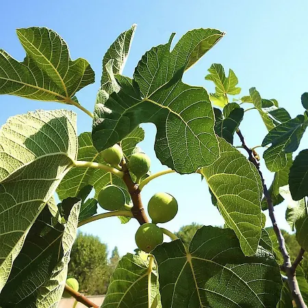 Trullo Rosy * Martina Franca